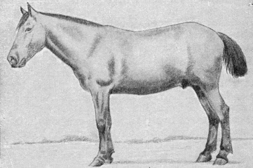 Burmese Horse
